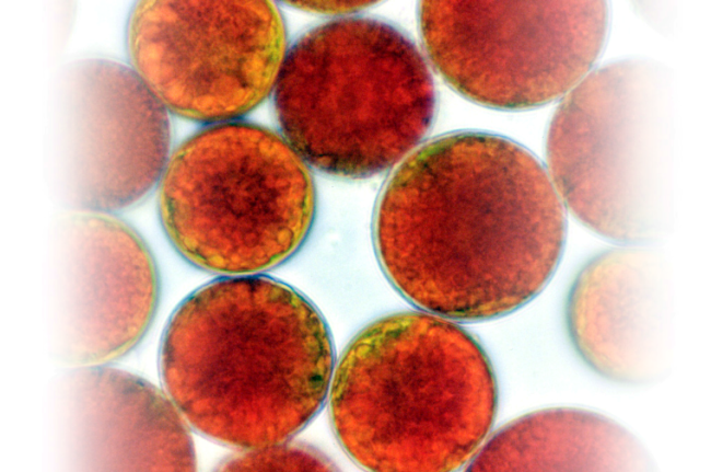 Haematococcus Pluvialis Haematococcus Pluvialis